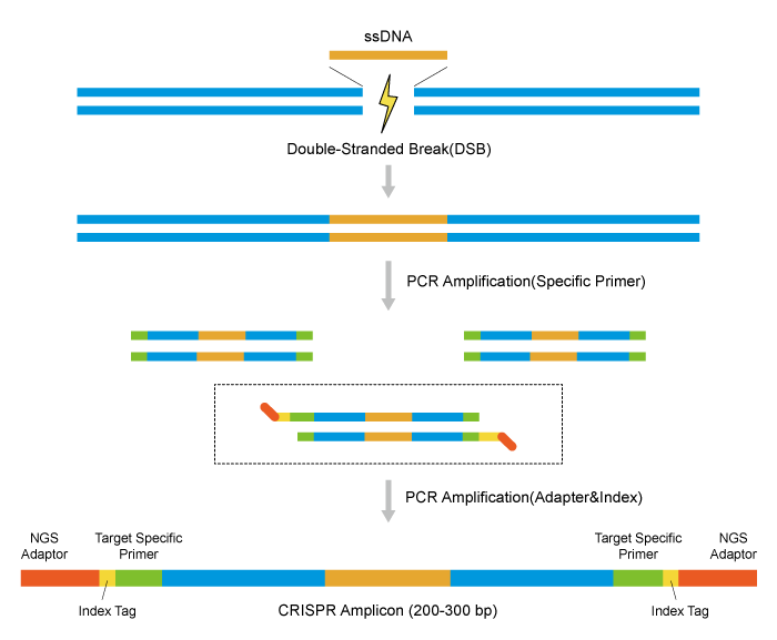 CRISPR/Cas9扩增测序