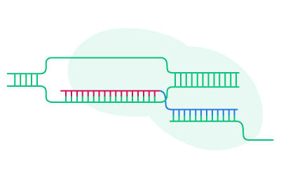 CRISPR文库（CRISPR Library）